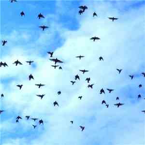 Larmes De Couteau - Sing & Sleep. Part 1: Lonesome February Travel album
