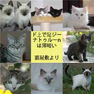 ド上で足ジーナトゥルーnは薄暗い - 猫屋敷より album
