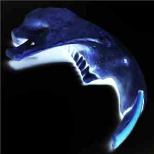 Lorde Awesome - Mandible​/​Maxilla album