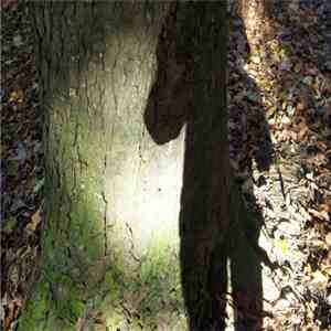 Achnn - Exercice 1 # Luz album