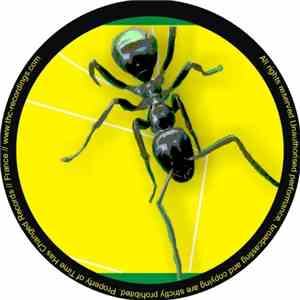 Luciano Garrido - Never Bug The Ant EP album