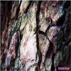 Cousin Silas - Twang 6 (Structures) album