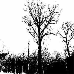 Noite / Forest Grave - Noite / Forest Grave I album