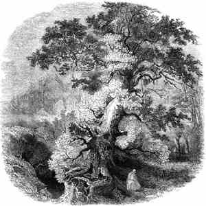 Druid Cloak - The Grove Tetralogy album