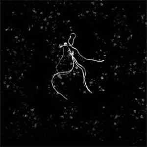 Furia  - Marzannie, Królowej Polski album
