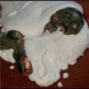 Molten Flesh - The Stuff album