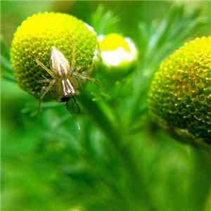 CPTN Uzncwz / Bug Catcher - CPTN Uzncwz / Bug Catcher album