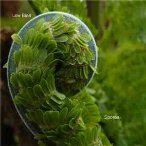 Low Bias - Spores album
