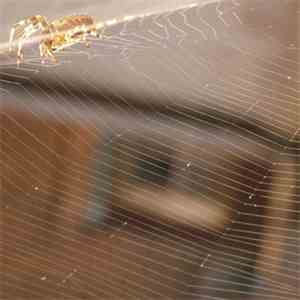 Various - Insectes Volume 1 album