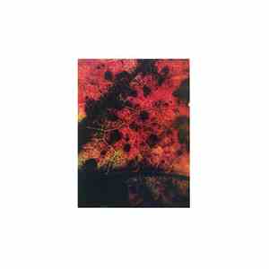 Common Eider, King Eider - A Wound Of Earth album