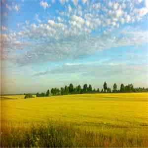 Ivan Viña - Fields album