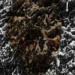 Metrom - Warm—Blooded Amniotes album