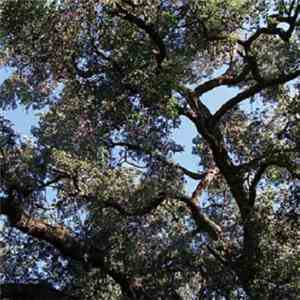 Charles Manson - Trees album