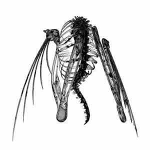 Lotic - Heterocetera album