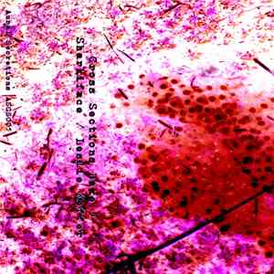 Sharkiface / Leslie Keffer - Cross Sections Bake 5 album